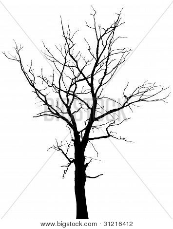 Silhouette Of Dead Tree Without Leaves