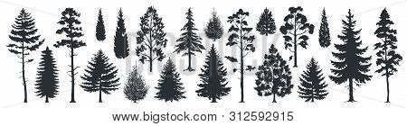 Pine Tree Silhouettes. Evergreen Forest Firs And Spruces Black Shapes, Wild Nature Trees Templates. 