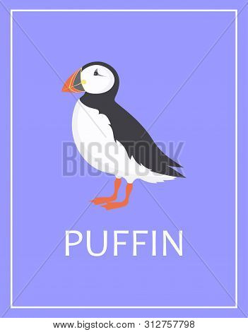 Cartoon Puffin Color Illustration, Stock Bird Vector, Poster With North Bird Is Good For Any Desing