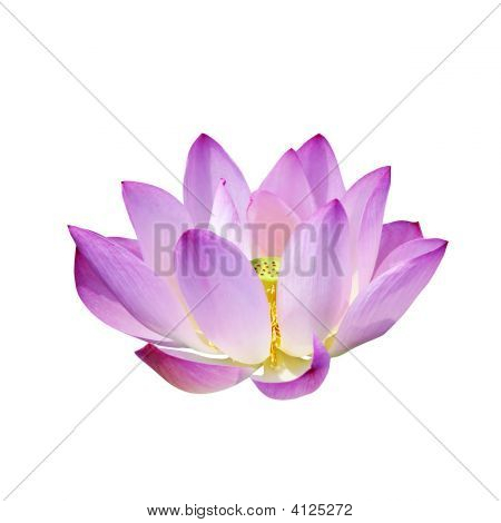 blühenden lotus