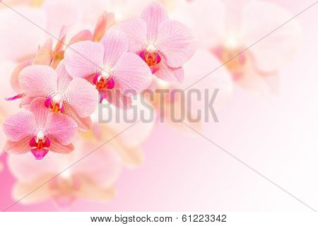 Exotic Pink Spotted Orchid Flowers On Blurred Background