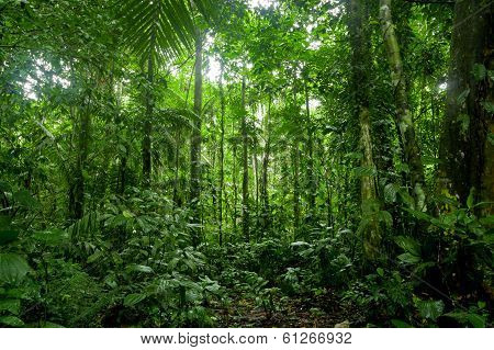 Tropical Rainforest Landscape, Amazon