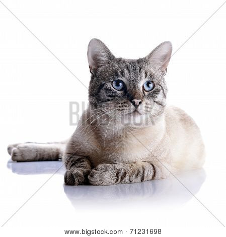 Striped Cat With Blue Eyes.