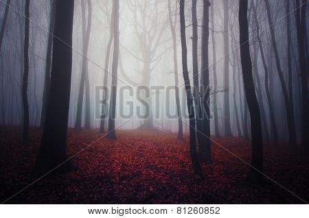 Scary haunted forest with mysterious fog