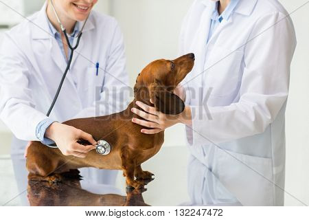 medicine, pet, animals, health care and people concept - close up of veterinarian doctor with stethoscope examining dachshund dog at vet clinic