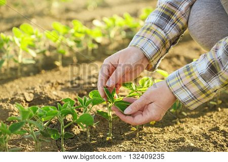 Female farmer's hands in soybean field responsible farming and dedicated agricultural crop protection soy bean plants growth control selective focus.