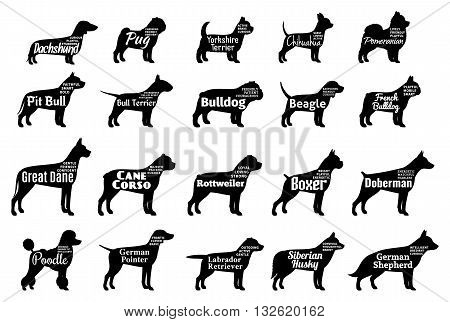 Vector dog breeds silhouettes collection isolated on white. Dog icons collection for cynology pet clinic and pet shop. Dog breeds names and personality description