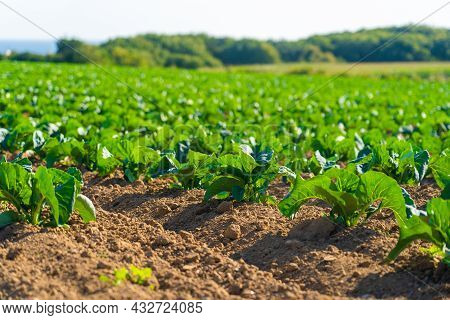 Cabbage Cultivated Fields In Bretagne In French Countryside. View Of A Green Cabbage Patch Field In 