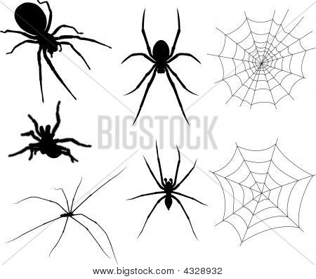 Spiders