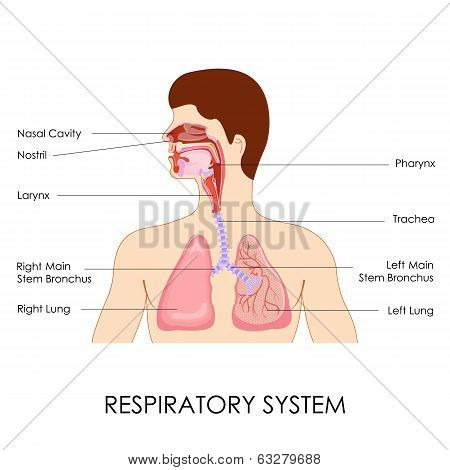 Respiratory System