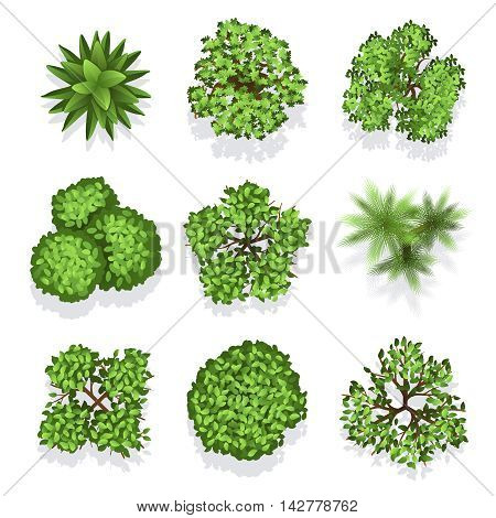 Top view different plants and trees. Vector set of trees for architectural or landscape design. Illustration green trees for garden