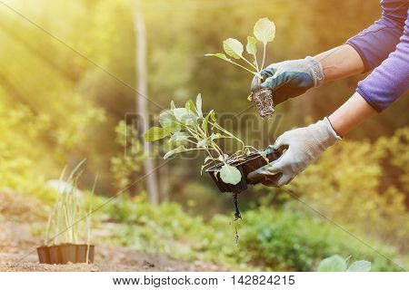 Gardener preparing broccoli seedlings for planting in freshly ploughed garden beds on a beautiful sunny morning. Organic gardening healthy food nutrition and diet self-supply and housework concept.