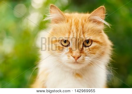 Portrait of beautiful ginger cat in the garden. Red cat. Red-headed cat. Portrait of looking ginger cat. Beautiful red cat with yellow eyes