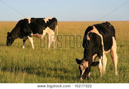 Two cows grazing in the evening sun.