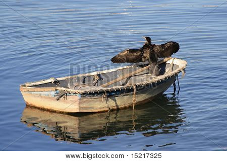 Cormorant drying it's wings on a small boat