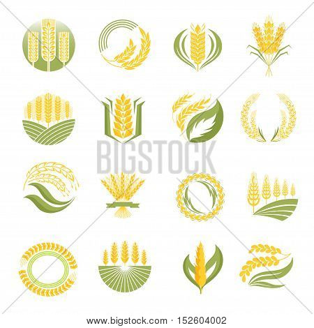 Cereal ears and grains set for agriculture industry or logo design. Vector food illustration organic natural wheat logo icon. Healthy bread wheat logo icon organic natural agriculture label.