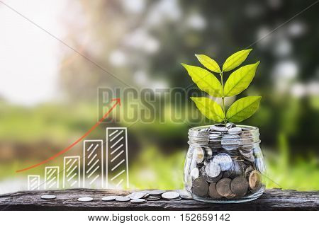 growing Money and plant Saving money concept graph