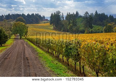 Oregon Vineyard in Willamette Valley. A picturesque view of a vineyard in Oregon show's that it's almost time to start harvesting the wine grapes in the fall season.