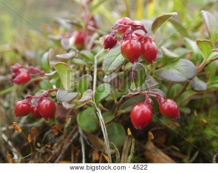 Cowberries