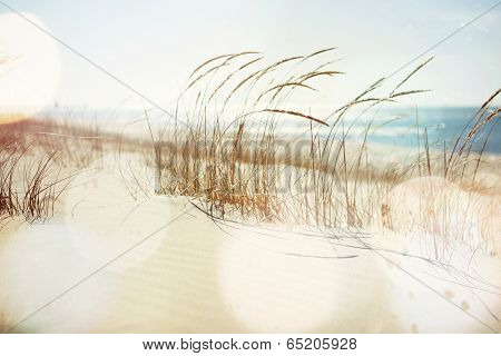 Dune Grasses on the beach