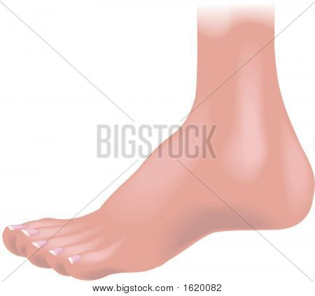 Body Parts Foot