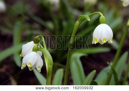 Alpine snowdrops - blurred spring flowers forest background.