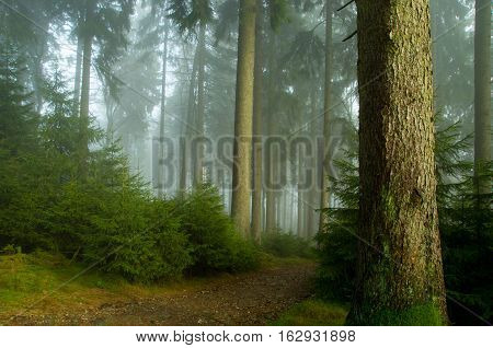 Enchanted trees in foggy forest. Mystical forest in green fog in the morning. Old Tree. Beautiful landscape with trees colorful leaves and fog. Nature. Misty forest with magic atmosphere