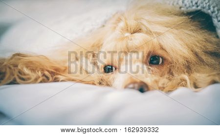 Poodle dog is lying and slepping under the blanket in bed, having a siesta.