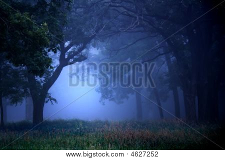 Deep Blue Forest-hajnalban