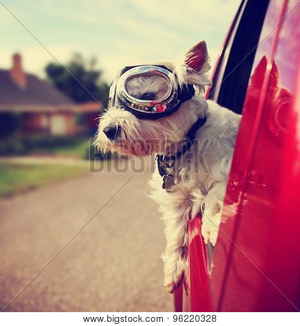  a cute westie - west highland terrier with goggles on riding in a car down an urban neighborhood road toned with a retro vintage instagram filter effect app 