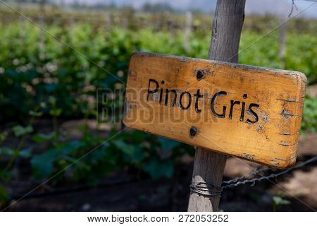 Pinot Gris Wine Sign On Vineyard. Vineyard Landcape