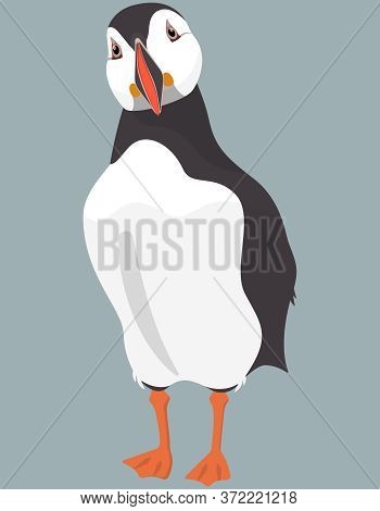 Atlantic Puffin Front View. Northern Bird In Cartoon Style.