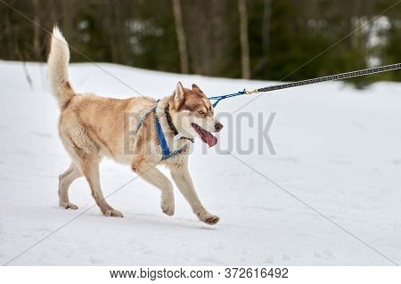 Running Husky Dog On Sled Dog Racing. Winter Dog Sport Sled Team Competition. Siberian Husky Dog In 