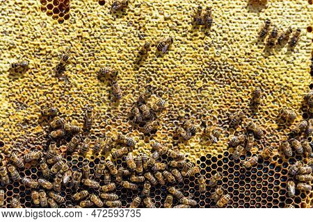 Abstract Hexagon Structure Is Honeycomb From Bee Hive Filled