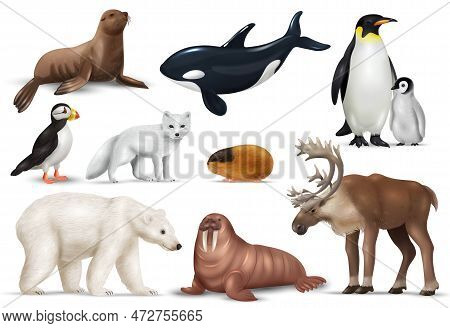 Arctic Animals Realistic Set With Puffin Polar Bear Penguins Reindeer Lemming Walrus Seal Orca Whale