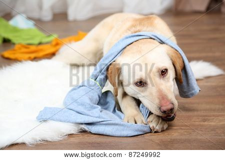 Dog in messy room