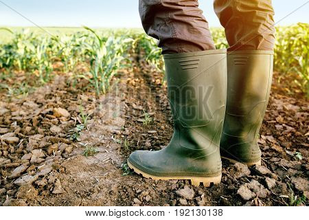 Farmer in rubber boots standing in the field of cultivated corn maize crops