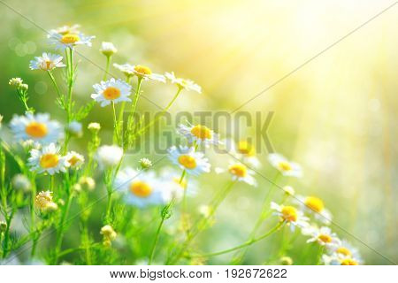 Chamomile field flowers border. Beautiful nature scene with blooming medical chamomilles in sun flare. Alternative medicine Spring Daisy. Summer flowers. Beautiful meadow. Summer background