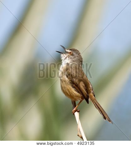 Tawnyflanked Prinia Singing