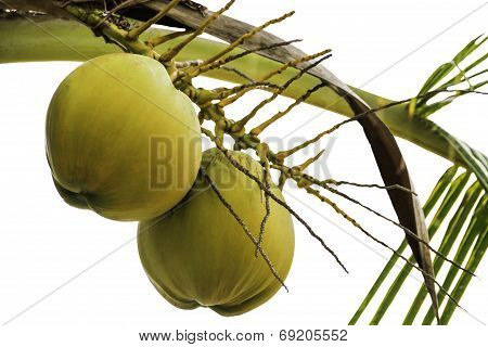 Young Coconut On The Tree