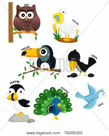 bird vector set