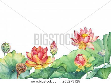 Banner, border of pink lotus flower with leaves, seed head, bud (water lily, Indian lotus, sacred lotus, Egyptian lotus). Watercolor hand drawn painting illustration isolated on white background.