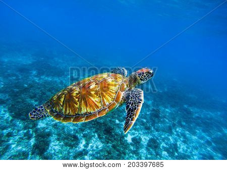 Sea turtle in deep blue seawater. Green sea turtle closeup. Tropical coral reef fauna. Tortoise underwater photo. Seashore ecosystem. Summer travel seaside activity. Snorkeling with sea turtle