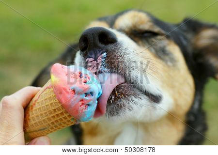 Happy Dog Licking Ice Cream Cone