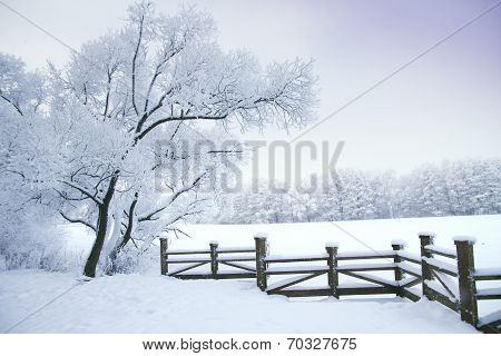 Winter Forest