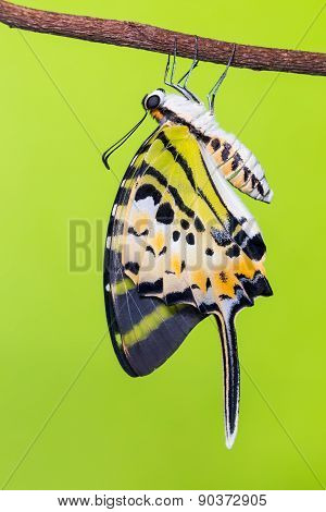 Five-bar Swordtail Butterfly