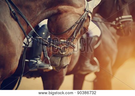 Sports Brown Horses Before Competitions.