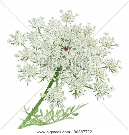 Queen Anne's Lace