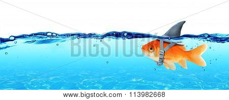 Small Fish With Ambitions Of A Big Shark - Business Concept