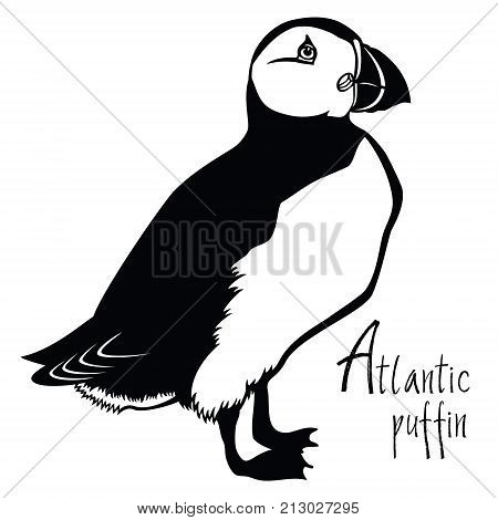 Birds collection Atlantic puffin Black and white Vector object